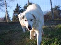 abruzzese shepherd dog